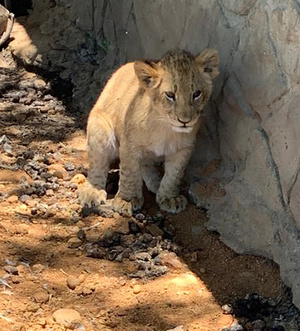 A lion cub standing alone