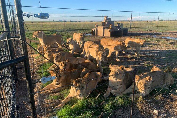 Caged lions on Mooifontein farm