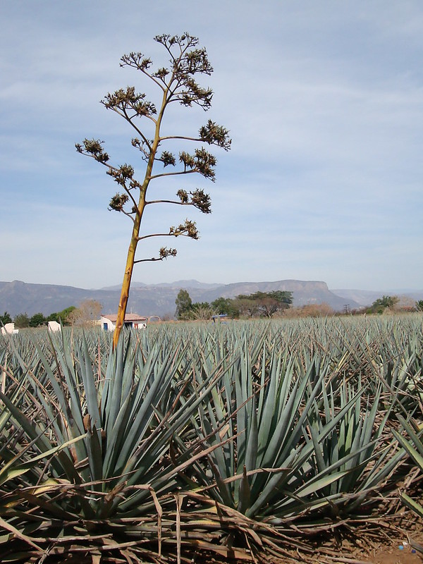 A number of tequila companies have reportedly been targeted as part of a money laundering sting against the Cartel Jalisco Nueva Generacion (Photo: flickr, Creative Commons Licence)