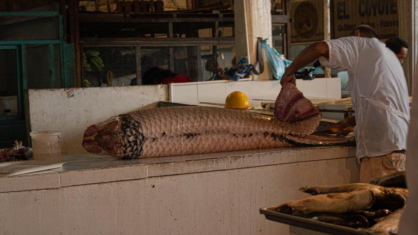 A pirarucu fish seller