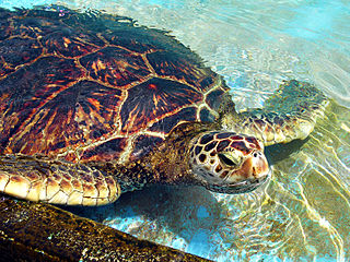 Historically, beaches in Ghana have been home to the nesting grounds of five species of sea turtles. Today, only three species remain. (Source: Wikimedia Commons)