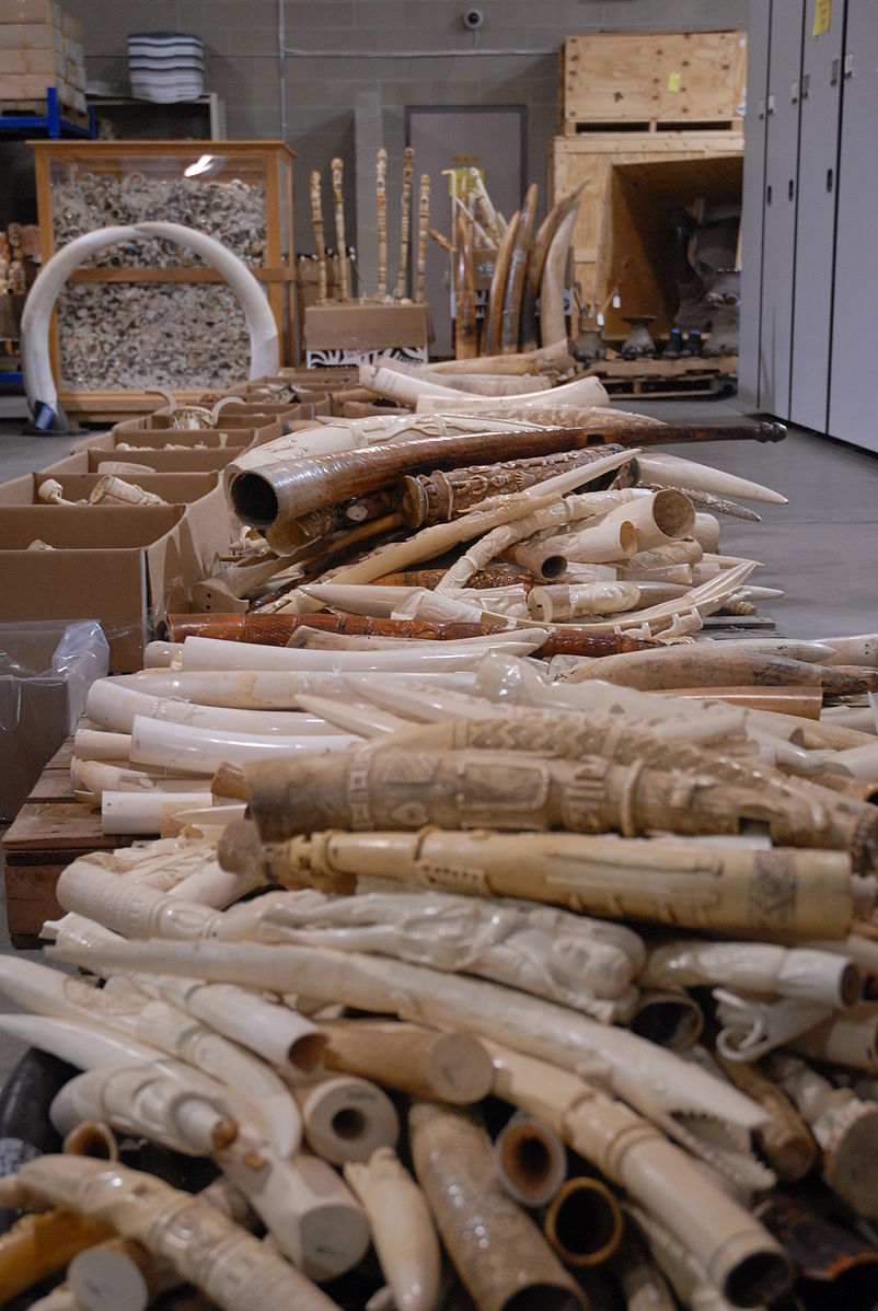 Carved ivory tusk stockpile - 2013 USFWS ivory crush