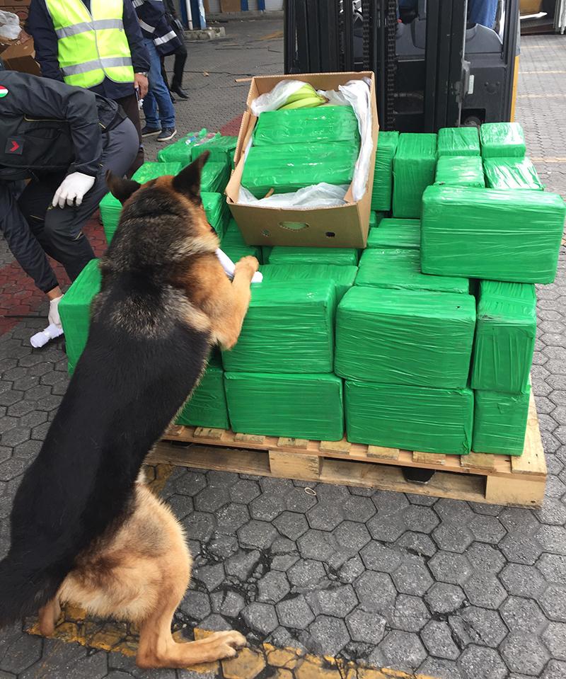 A drug sniffing dog is seen inspecting a load of cocaine filled packages containing bananas. (Europol)