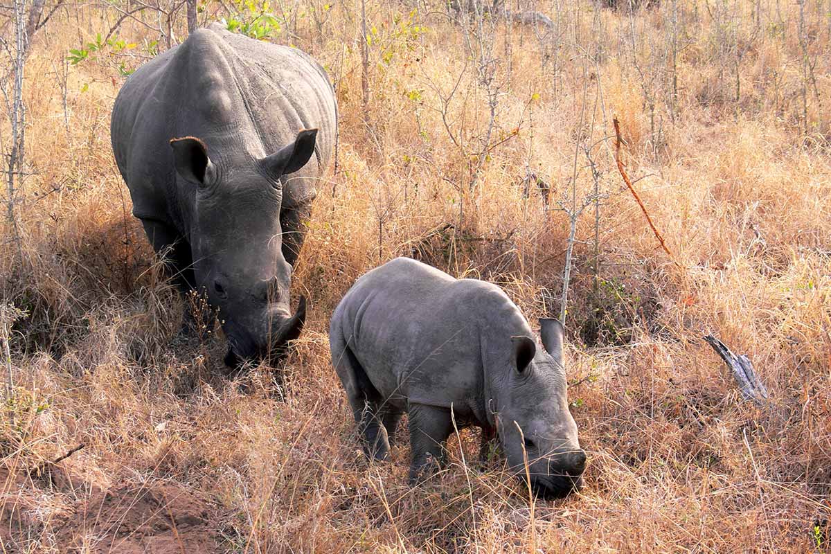 An adult and baby rhino at Kruger National Park in South Africa. (Photo: Violator1, Flickr)