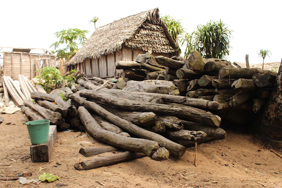 Stockpiled rosewood logs for export in the Sava region of Madagascar. Credit: OCCRP