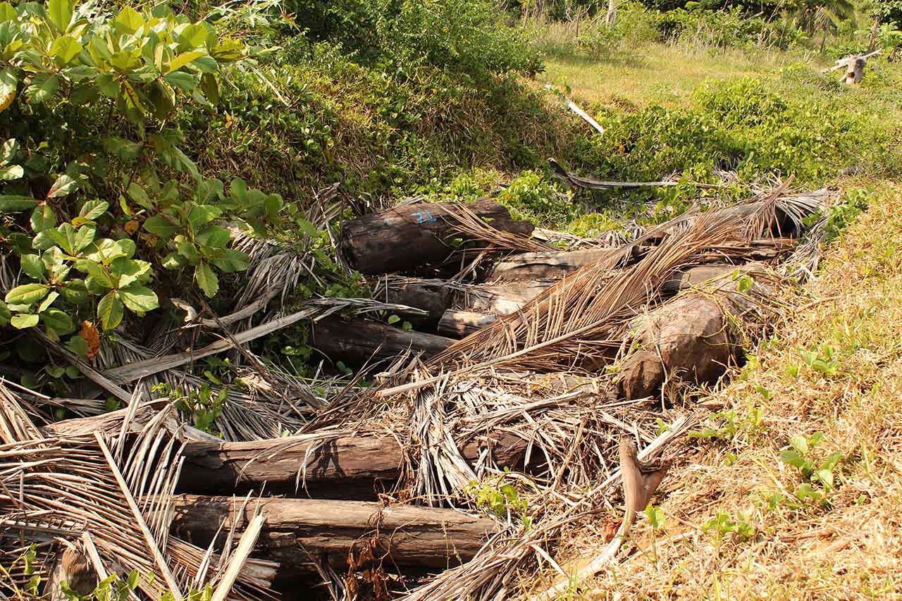 Illegally logged rosewood hidden in a ditch beneath a layer of palm leaves, Madagascar. Credit: OCCRP