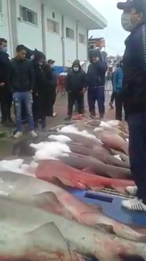Fishermen display the cow sharks they caught in Kelibia on April 3, 2020. (Credit: Facebook)